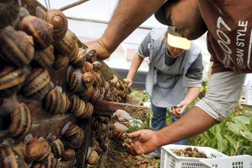 Đột nhập nơi nuôi món đặc sản nhớt nhất thế giới