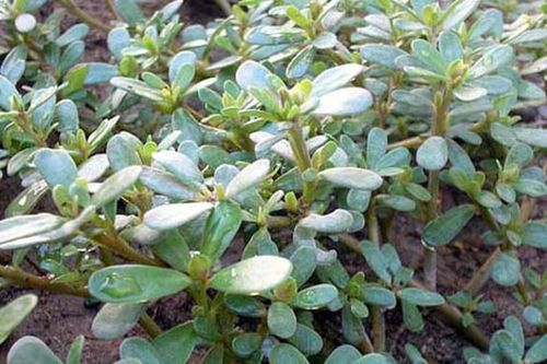 Rau sam giúp thanh nhiệt, giải độc