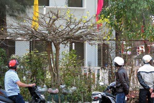 Cây mai vàng 'phu thê mẫu tử' giá 270 triệu