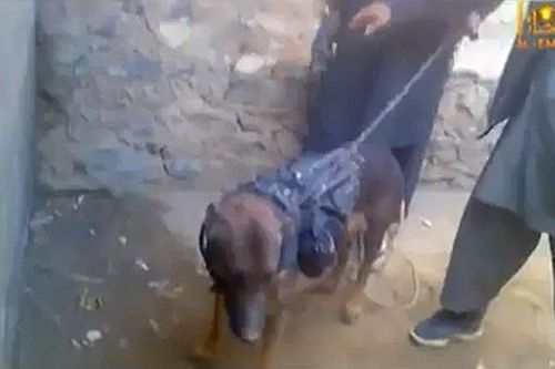 Chó bị bắt khi mang theo súng và lựu đạn