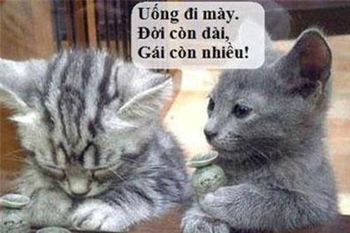 Cười nghiêng ngả với những hình ảnh cực độc (P.67)