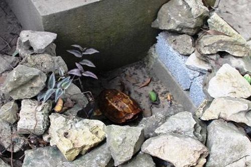 Rùa vàng xuất hiện ở suối cá thần ngày đầu năm