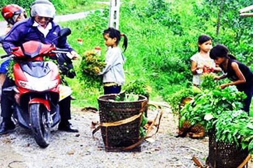 Cẩn trọng với rau rừng