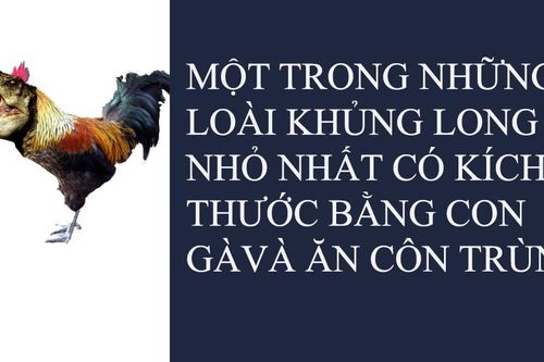 Fun Facts: Khủng long chỉ to bằng con gà