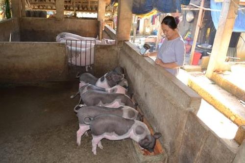 Bắc Cạn phát triển đàn lợn giống Móng Cái thuần