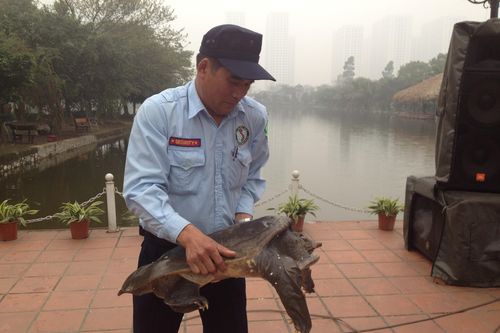Hà Nội: Bắt được ba ba nặng gần 40kg