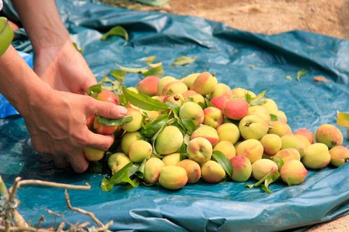 Đào đặc sản Điện Biên, Sơn La đổ đống bán ở vỉa hè
