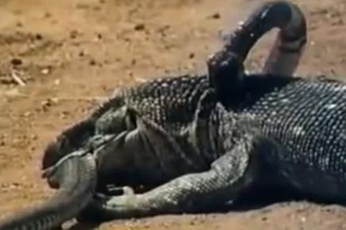 Xem thằn lằn 'khủng' xé xác hổ mang chúa