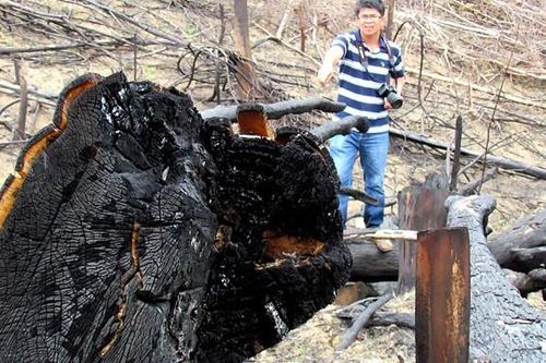 Phá rừng nghiêm trọng ở Khánh Hòa: 'Voi thành chuột nhắt'