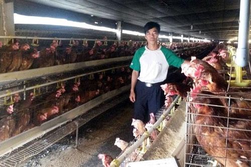 Chết gần 9.000 gà đẻ vì sự cố điện