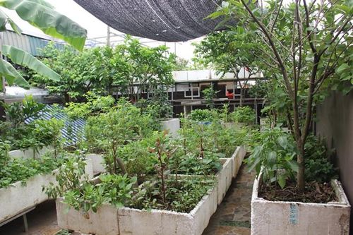 Trồng rau quả ở sân thượng, đầu tư vài chục nghìn ăn cả năm