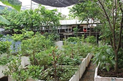 Trồng rau quả ở sân thượng, đầu tư vài chục nghìn ăn cả năm