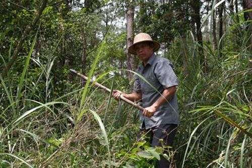 Tìm đầu ra cho cây thông Lạng Sơn