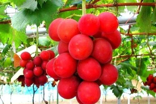 10 loại đồ ăn đắt đỏ nhất Nhật Bản