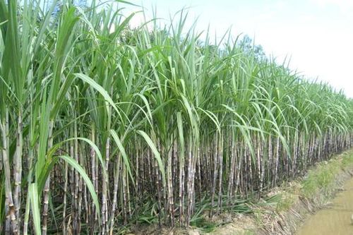 Tìm hướng nâng khả năng cạnh tranh các sản phẩm mía đường