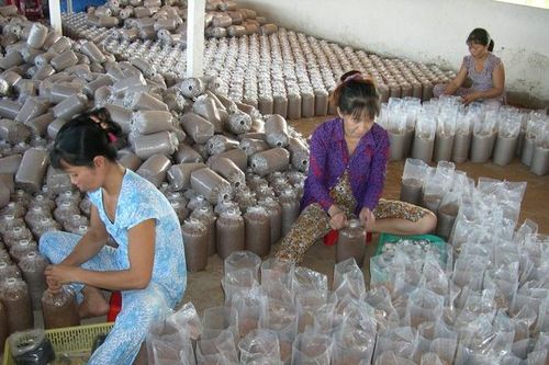 Trồng nấm bào ngư ở miền Tây, thu gần nửa tỷ mỗi năm