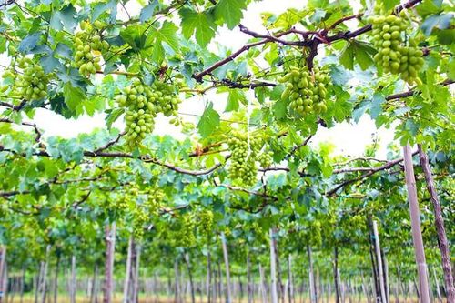 Vườn nho xanh mướt của lão nông ở Ninh Thuận