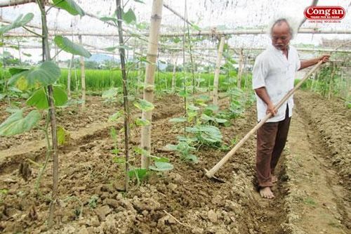 Phá sản một mô hình rau VietGap