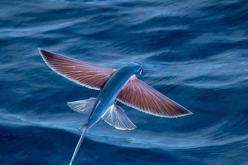 Loài cá bay như chim để tránh kẻ thù