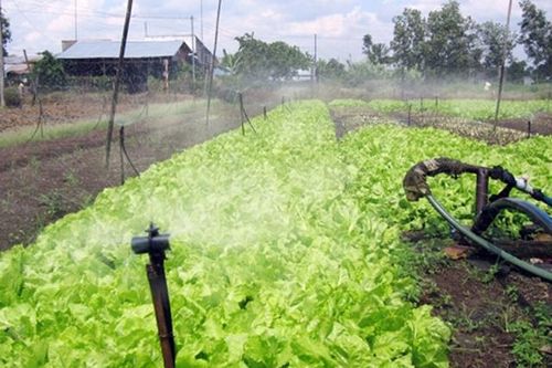 Áp dụng công nghệ tưới tiết kiệm nước cho cây trồng cạn