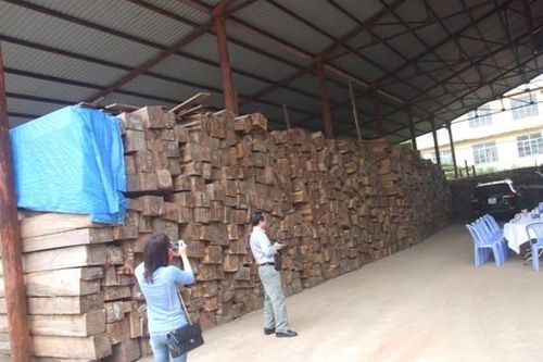 Quảng Trị: Tồn đọng trên 200.000m3 gỗ nhập khẩu