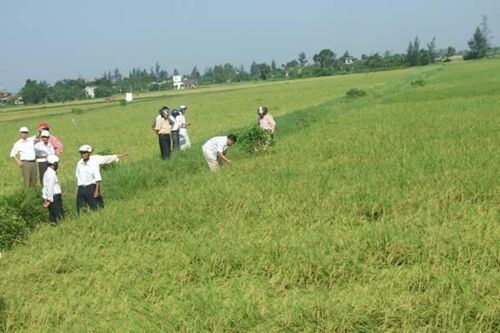 Liên kết sản xuất lúa giống: Một mũi tên trúng nhiều đích