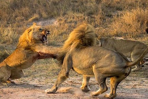 Cảnh tàn khốc sư tử đực quyết chiến cùng tình địch
