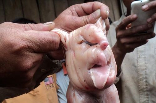 'Quái vật' mình heo đầu voi rúng động Đắk Lắk