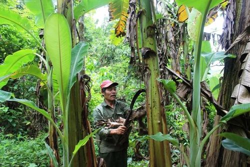 Làm giàu từ trồng chuối mốc