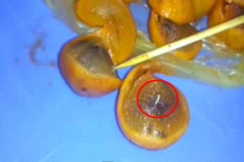 10 video 'hot': Giòi lúc nhúc trong đặc sản sấu dầm