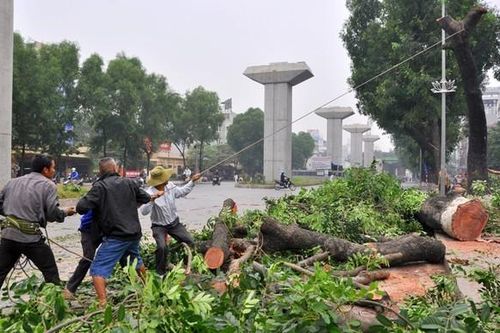 Hà Nội: 'Khai tử' hàng loạt cây cổ thụ trên đường Nguyễn Trãi