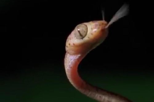 Tiết lộ bất ngờ về vũ khí bí mật của loài rắn