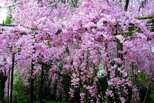 Rắn độc kỵ những loài cây nào?