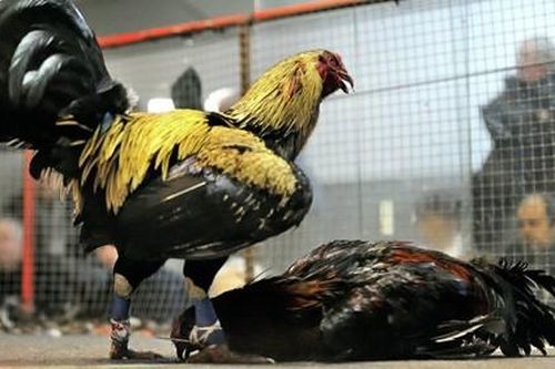 Sới đá gà bị phá, một người chết đuối