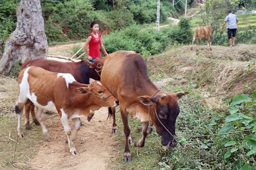 Mô hình nuôi bò sinh sản ở Sơn La