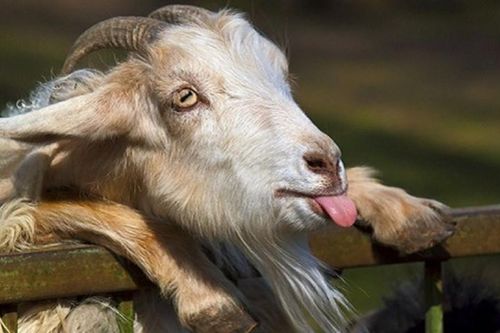 Top khám phá đáng kinh ngạc về loài dê