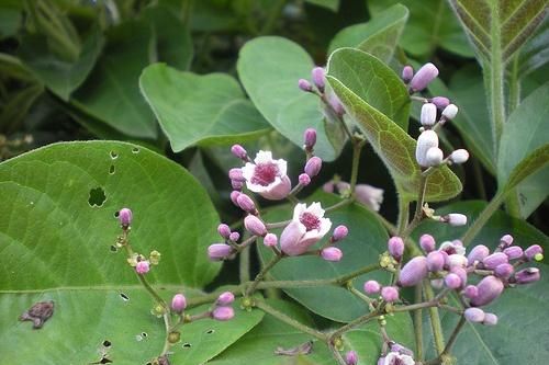 Tác dụng chữa bệnh tuyệt diệu của lá mơ lông
