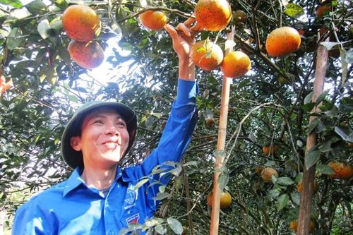 Phát triển các mô hình kinh tế nông nghiệp ở Vũ Quang