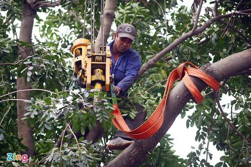 Chủ tịch Hà Nội thúc tiến độ xử lý vụ chặt cây xanh
