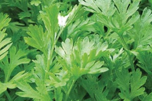 Ngải cứu - Cứu nhiều bệnh