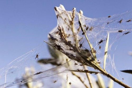 Hàng triệu con nhện rơi từ trên trời xuống Australia