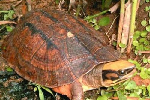 Săn rùa vàng 350 triệu/kg: Chấn động dân Hà Tĩnh