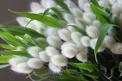Cỏ đuôi thỏ độc lạ tuyệt đẹp 'đốn tim' khách hàng nữ