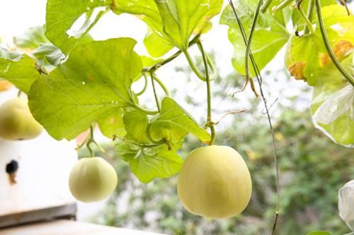 Vườn rau sạch '3 năm tuổi' lúc lỉu khế, dưa, ổi... trồng chậu