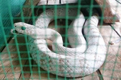Chuồng 20 con rắn bạch tạng ở miền Tây