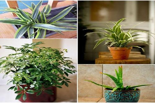 6 cây cảnh hút khí độc cực tốt nên trồng trong nhà