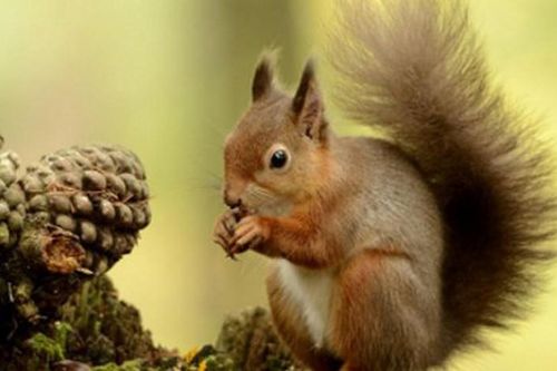 Những sự thật thú vị về loài sóc