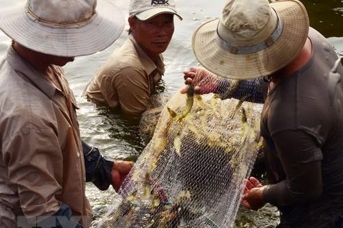 Vạch trần những thủ đoạn gian lận khi thu mua tôm tại Bạc Liêu