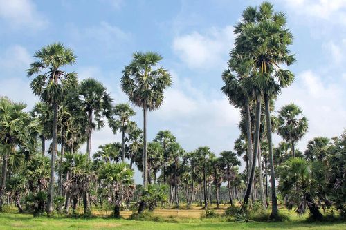 Đậm đà vị ngọt vùng biên