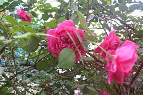 Vẻ đẹp 'khó cưỡng' của cây hoa hồng cổ Sapa giá 50 triệu
